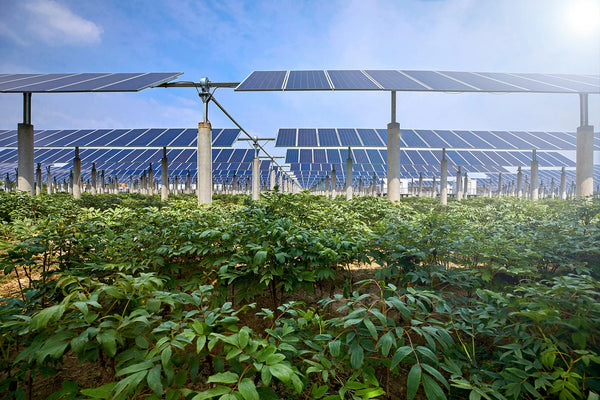Energia solară în sectorul agricol